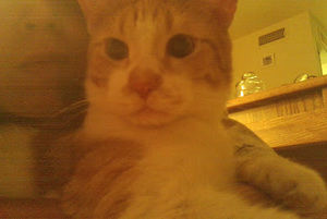 Meet your Posher, Gmuesthavo